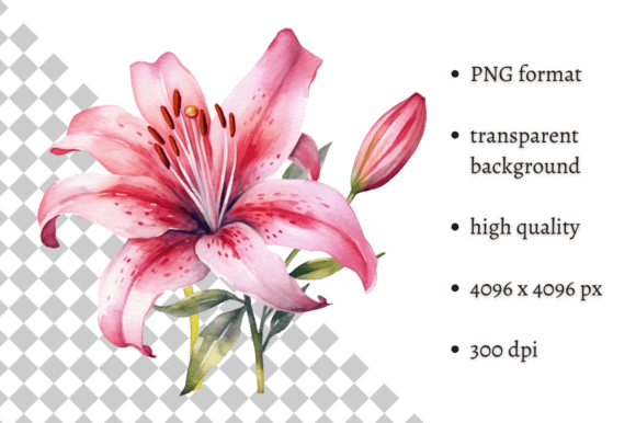 Download Watercolor Pink Tiger Lilies Clipart - Art Collection